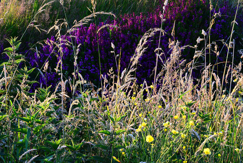 Wildflowers 9445 Photo