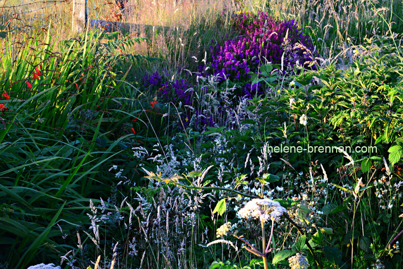 Wildflowers 9443 Photo