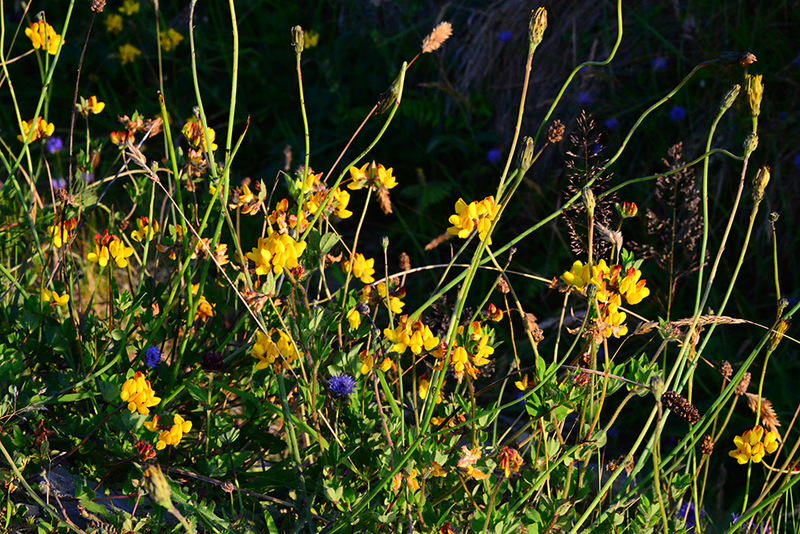 Wildflowers 9434 Photo