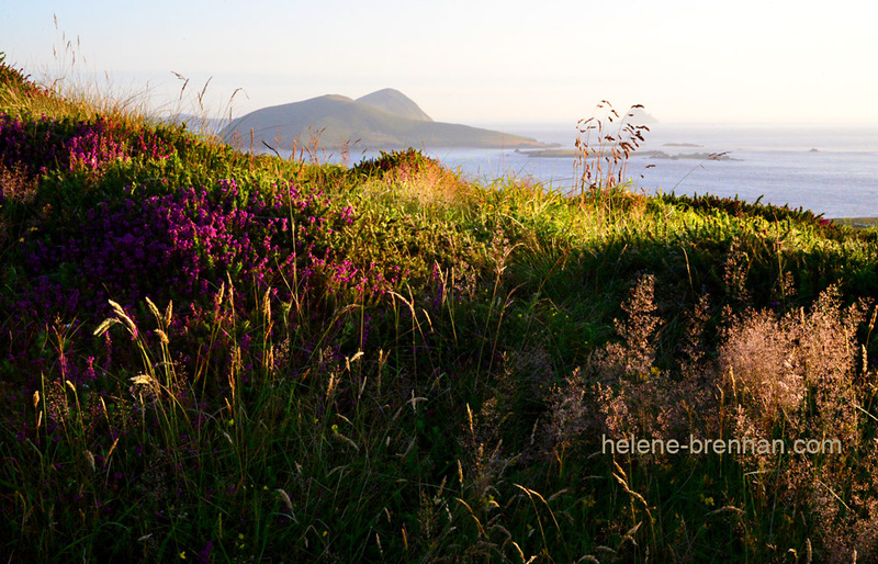 Blasket Islands 9417 Photo