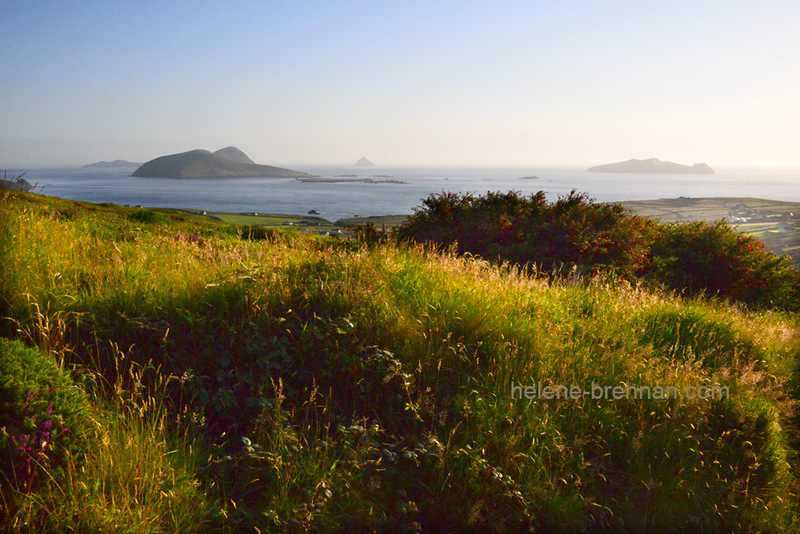 Blasket Islands 9382 Photo