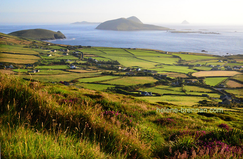 Blasket Islands 9385 Photo