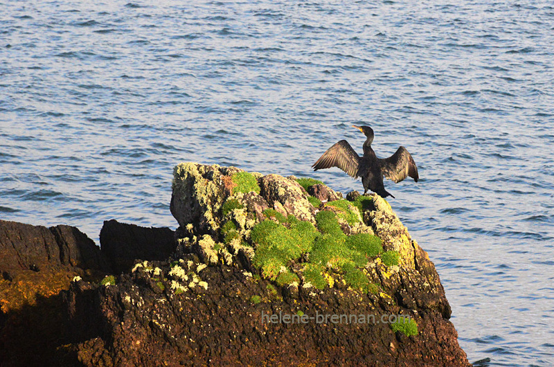 Cormorant 1071 Photo