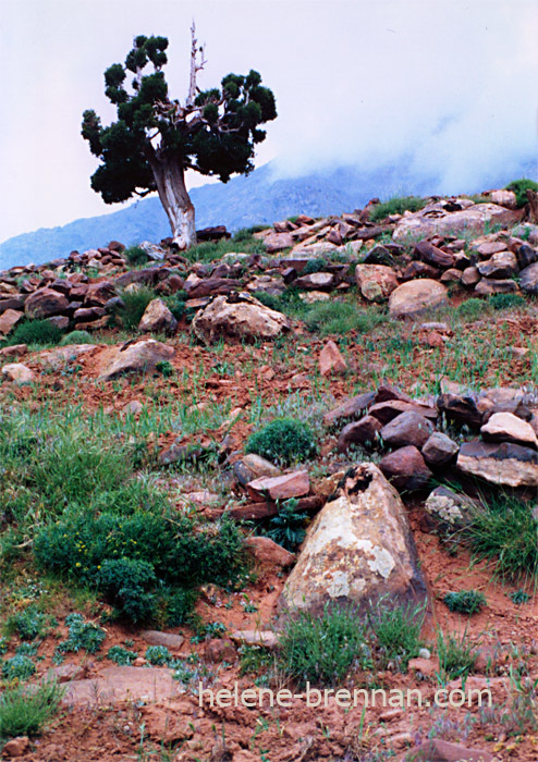 High Atlas Tree Photo