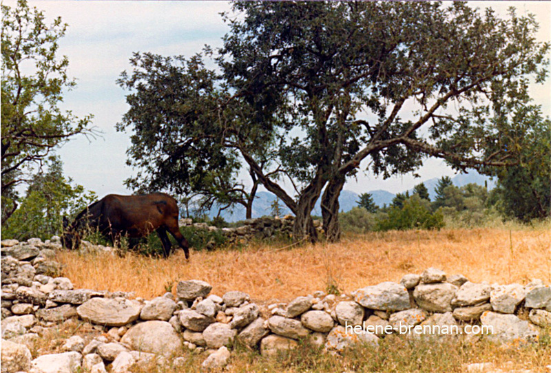 Pony in Field Crete. Scanned photo print
