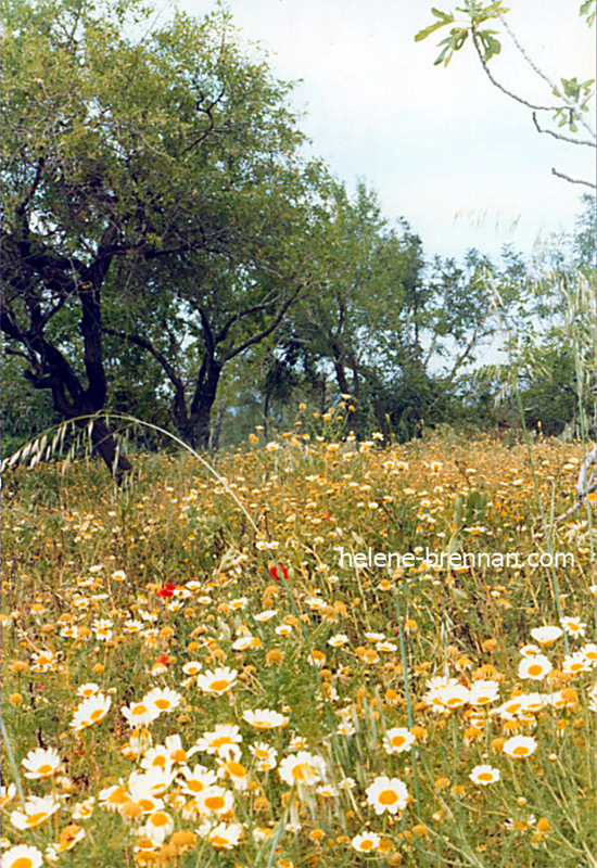 Wildflowers and Olive Trees, Crete. Scanned photo print