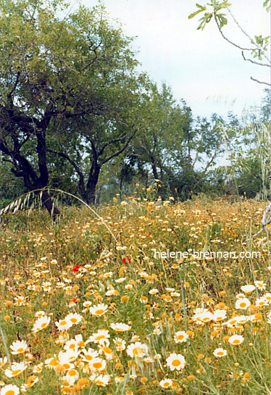 Wildflowers and Olive Trees, Crete. Scanned photo print