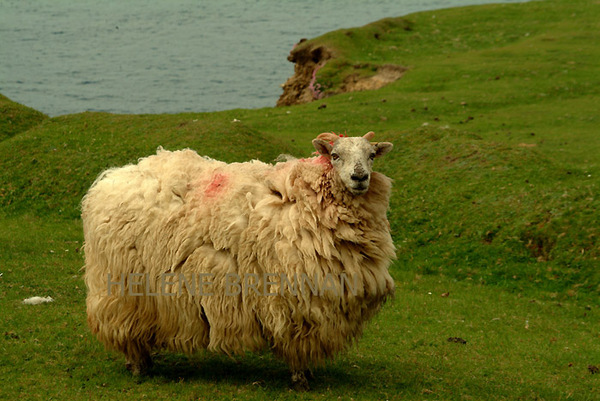 Blasket Sheep Photo