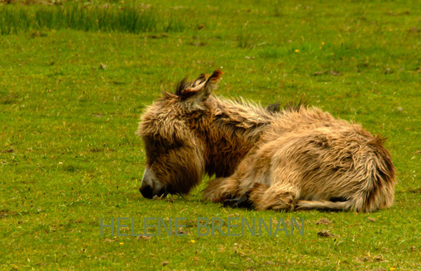 Baby Donkey Photo