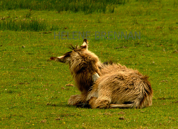 Baby Donkey 140 Photo