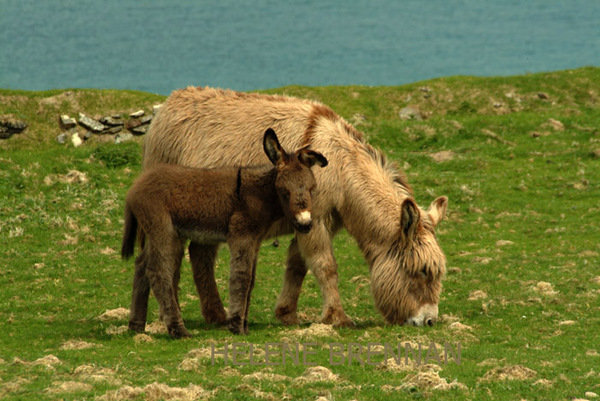 Blasket Donkeys Photo