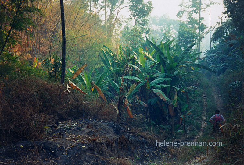 Forest Trek, Northern Thailand Photo