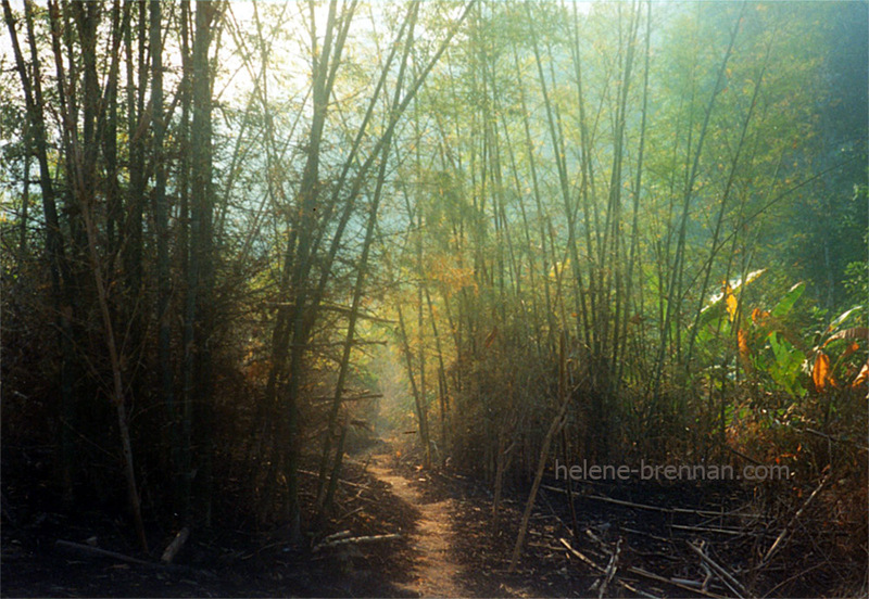 Forest Trek, Northern Thailand 16 Photo