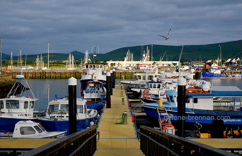 Boats in The Early Morning on Dingle Harbour 2715 Photo