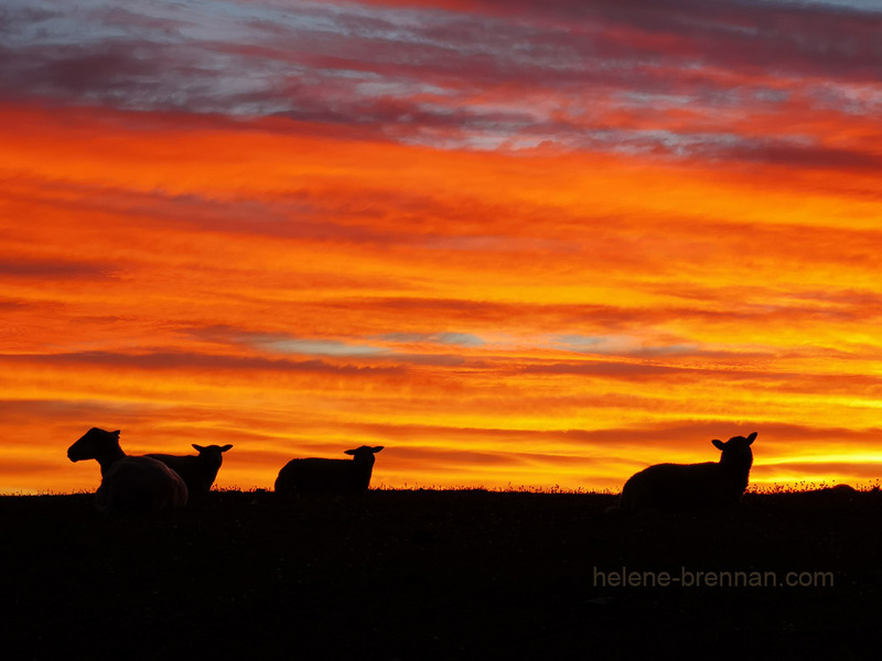 Vivid Sunset with sheep, Clogher,120 Photo