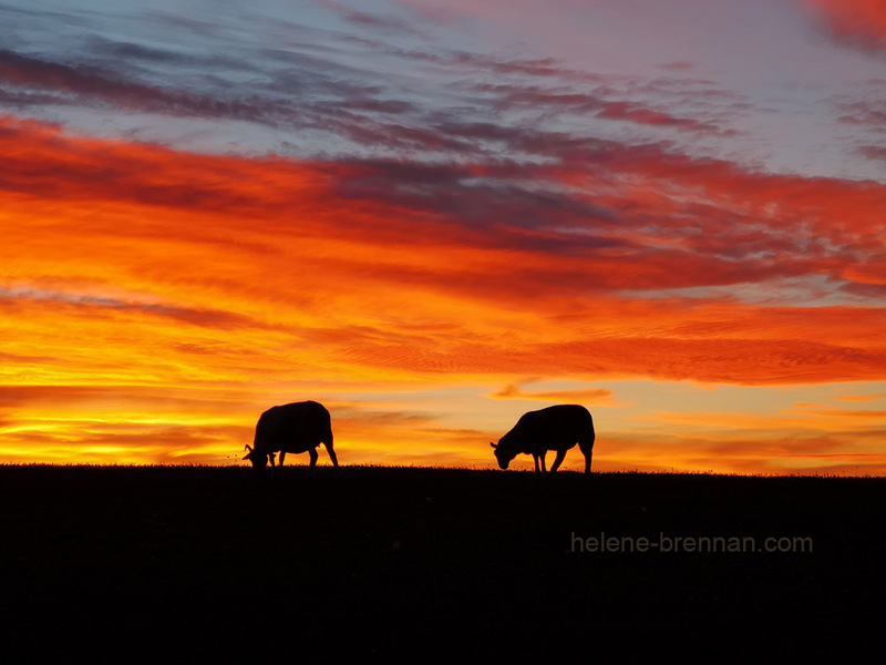 Vivid Sunset with sheep, Clogher,126 Photo