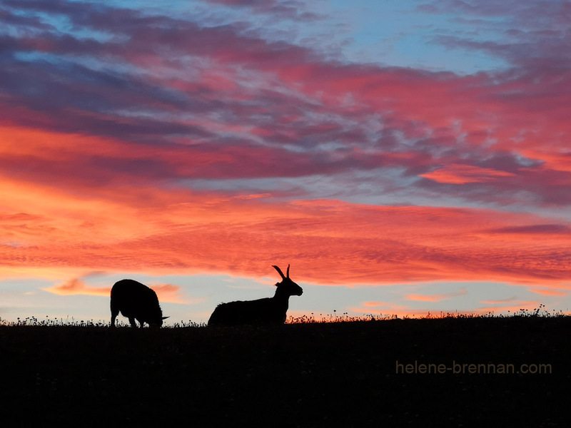 Vivid Sunset with Grazing Animals Photo