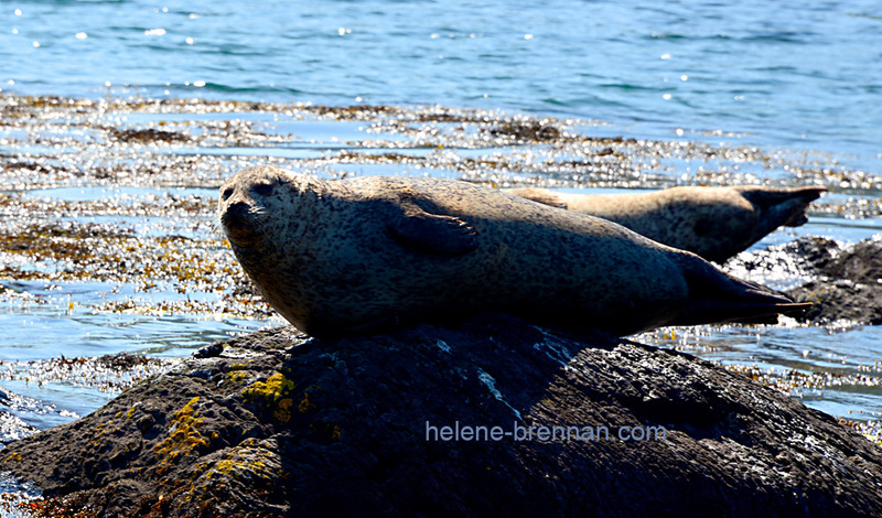 Seals at Garnish Island 3008 Photo