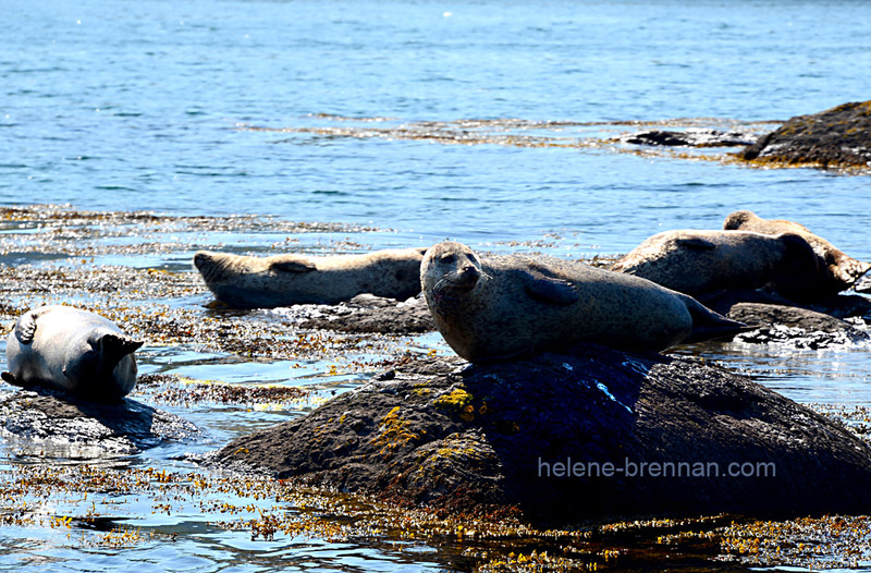 Seals at Garnish Island 3007 Photo