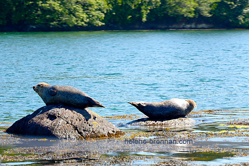 Seals at Garnish Island 3011 Photo