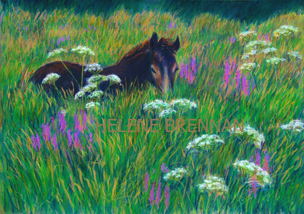 Connemara Pony Painting:: Oil Pastel