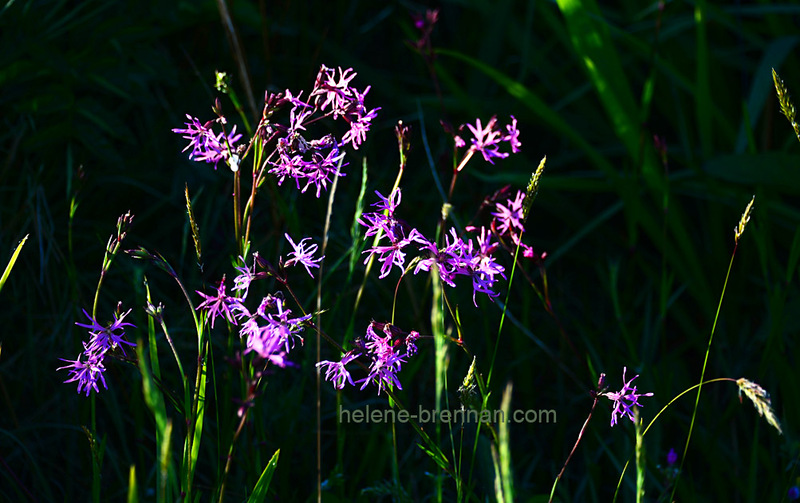 Ragged Robin 5415 Photo