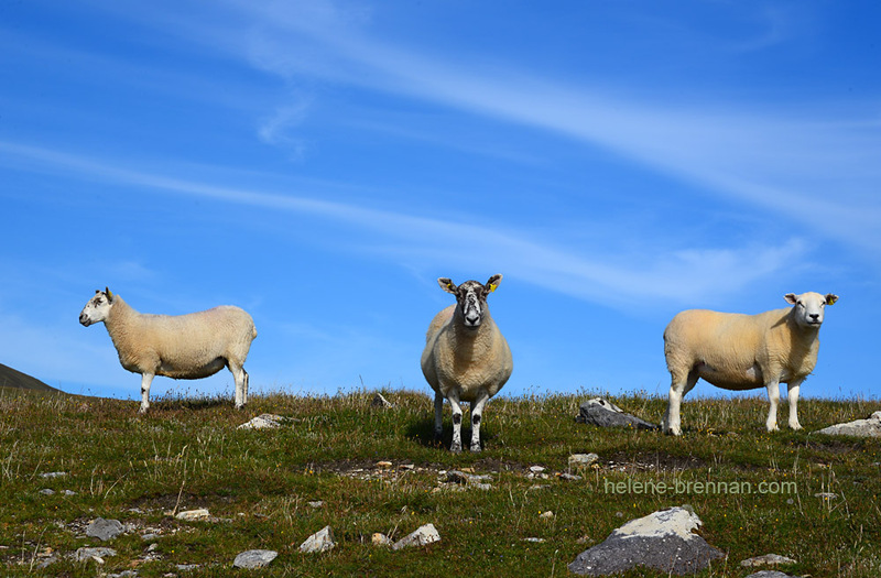 Sheep 3502 Photo