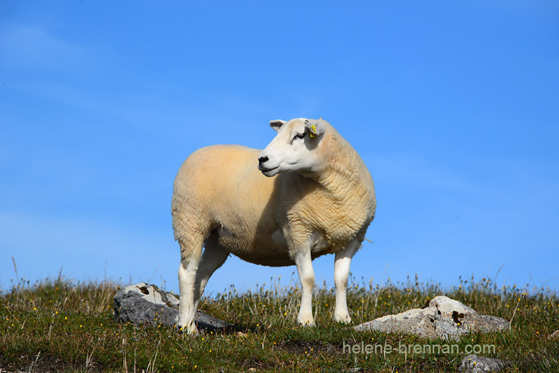 Sheep 3500 Photo