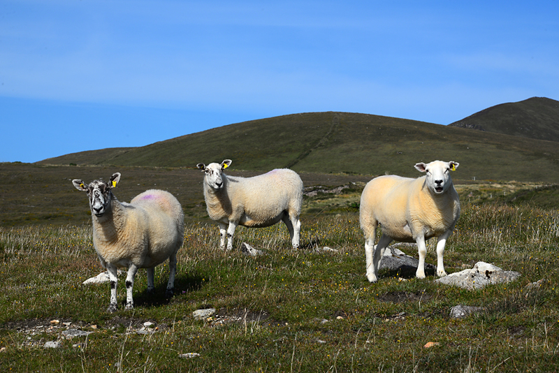 Sheep 3501 Photo