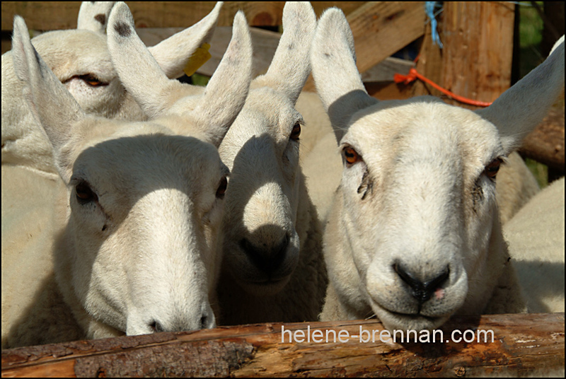 Sheep in a pen 0164 Photo