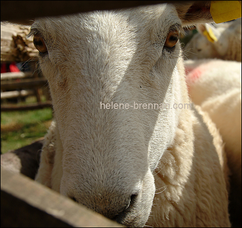 Sheep in a pen 0176 Photo