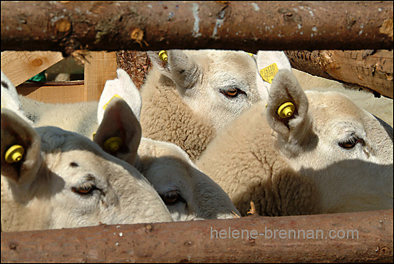 Sheep eyes in a pen 0150 Photo