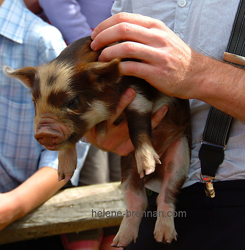Piglet Pet 0118 Photo