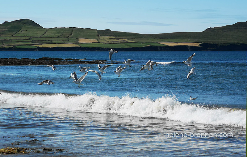 Seabirds at Cúl Dorcha 500 Photo