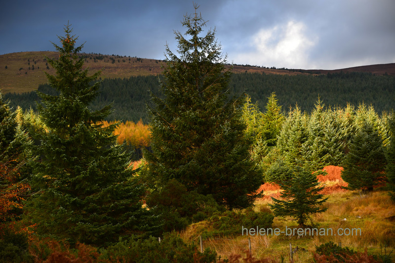Autumn Light, Glen of Imaal, 5328 Photo