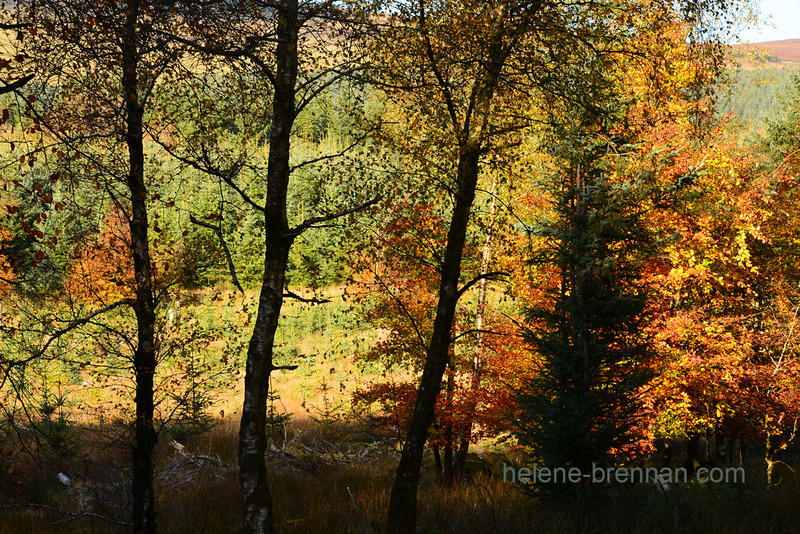 Autumn Light, Glen of Imaal Forest 5289 Photo