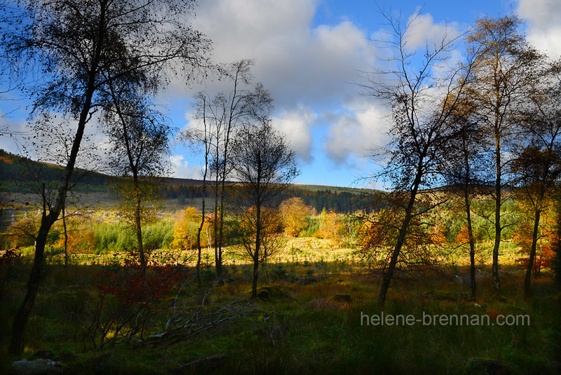 Autumn Light, Glen of Imaal Forest 5291 Photo