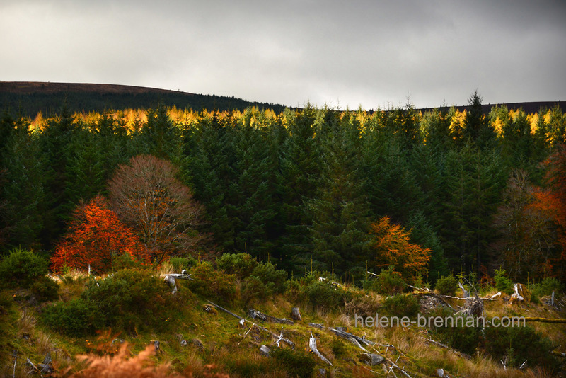Autumn Light, Glen of Imaal Forest 5323 Photo