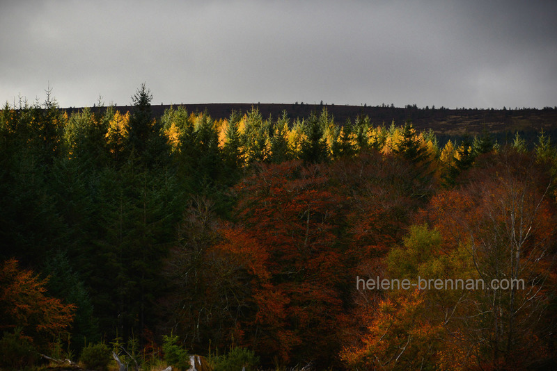 Autumn Light, Glen of Imaal, 5324 Photo