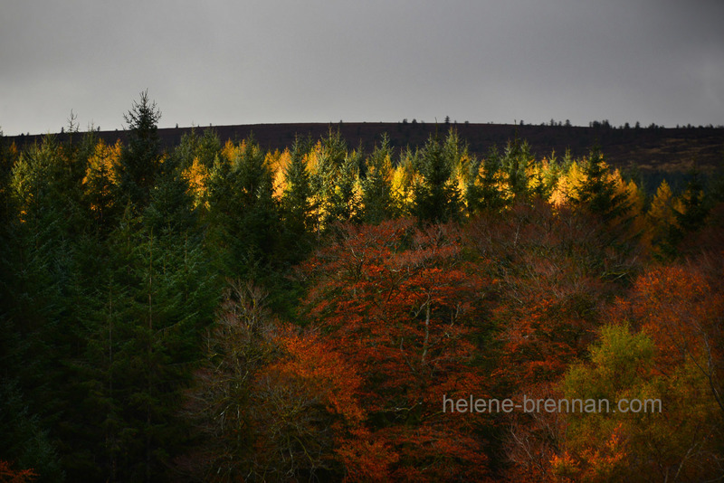 Autumn Light, Glen of Imaal, 5325 Photo