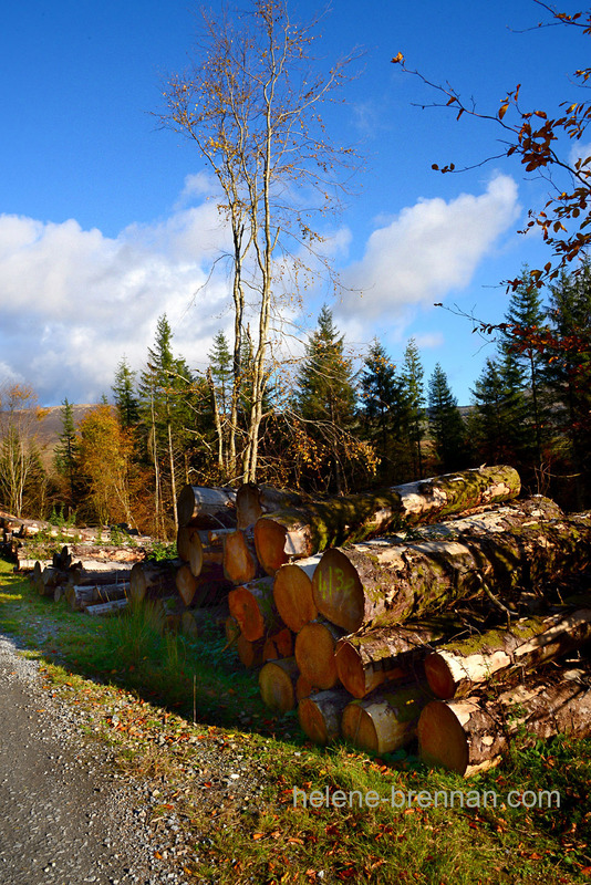 Autumn Light, Glen of Imaal Forest 5269 Photo