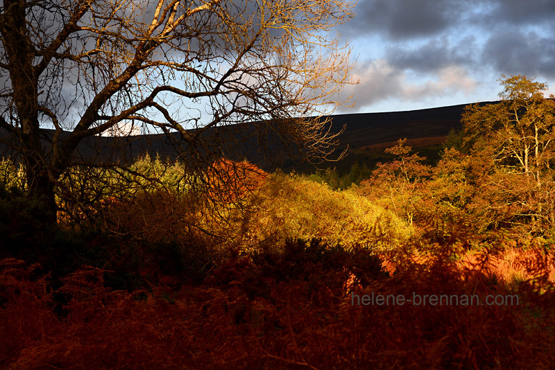 Autumn Light, Glen of Imaal, 5349 Photo