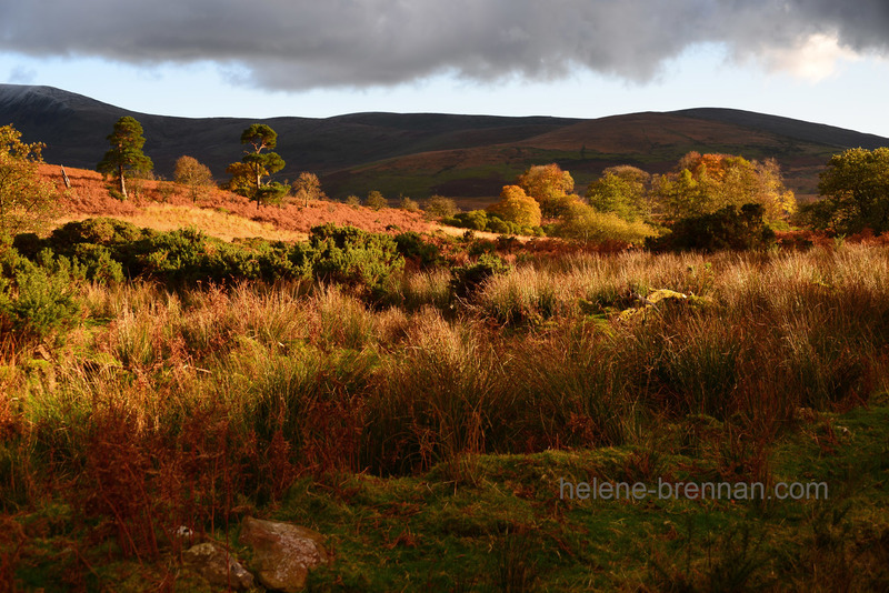 Autumn Light, Glen of Imaal, 5351 Photo