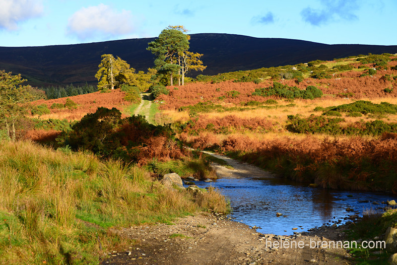 Autumn Light, Glen of Imaal, 5361 Photo