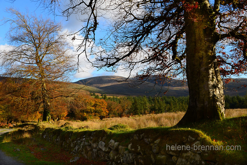 Autumn Light with Lugnaquilla 5311 Photo