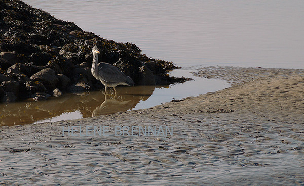 Heron Photo