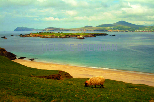 Great Blasket Island and Mainland 55 Photo