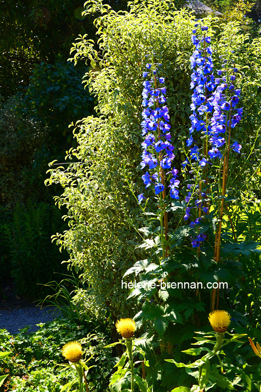 Delphiniums on Garnish Island 2992 Photo