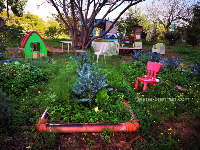 Community Garden 2419 Photo
