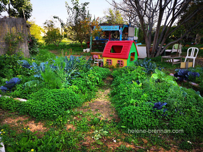 Community Garden 3245 Photo